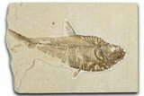 Bargain, Fossil Fish (Diplomystus) - Wyoming #344795-1